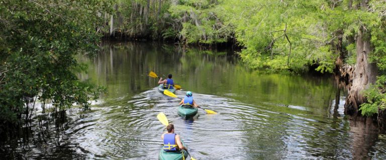 Kayakers paddling through lush greenery.