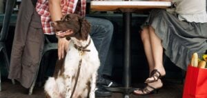 Pet friendly cafe, Pet Friendly Restaurant dog and couple sitting outside