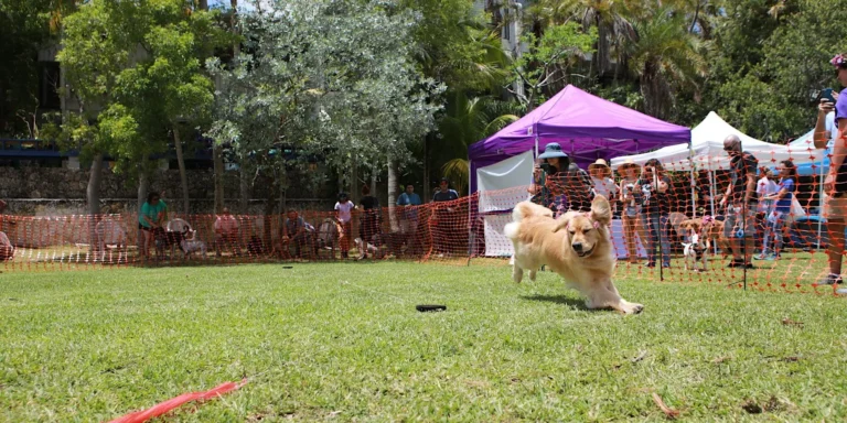 Woofstock after dark