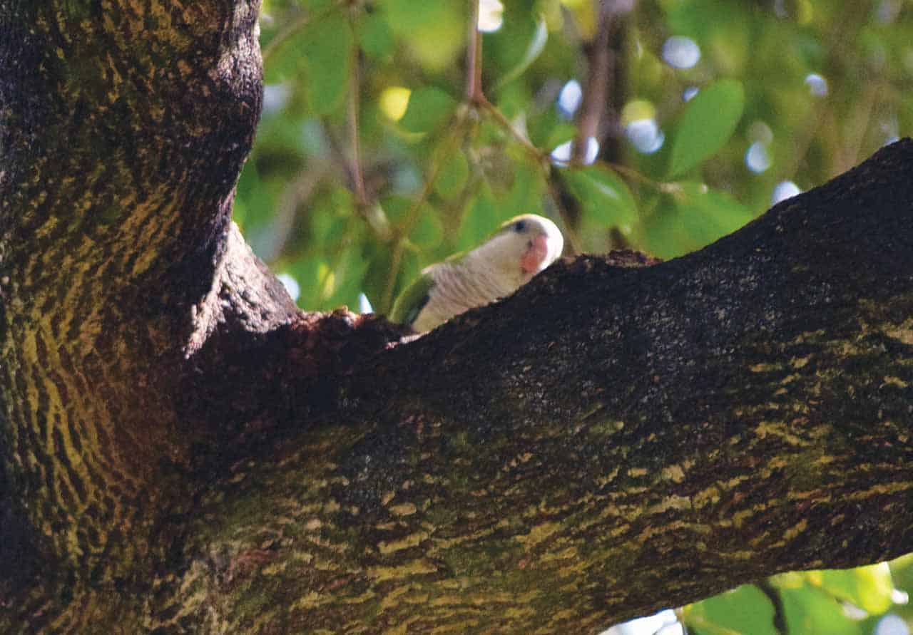 Monk Parrot in a tree in broward county_Plantation_FL
