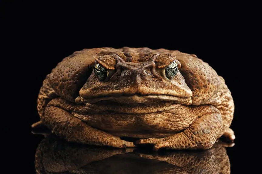 Bufo Marinus danger to dogs in south florida