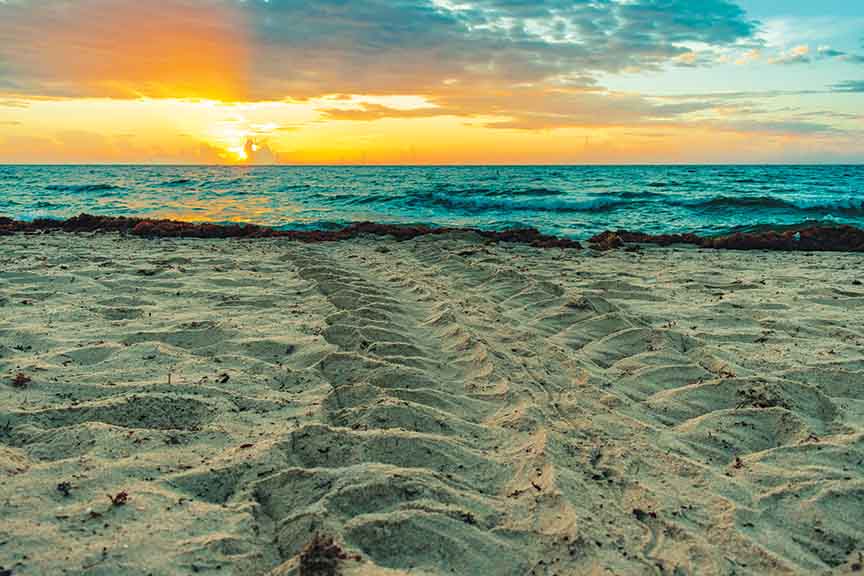 Sea turtle tracks sea turtle season south florida