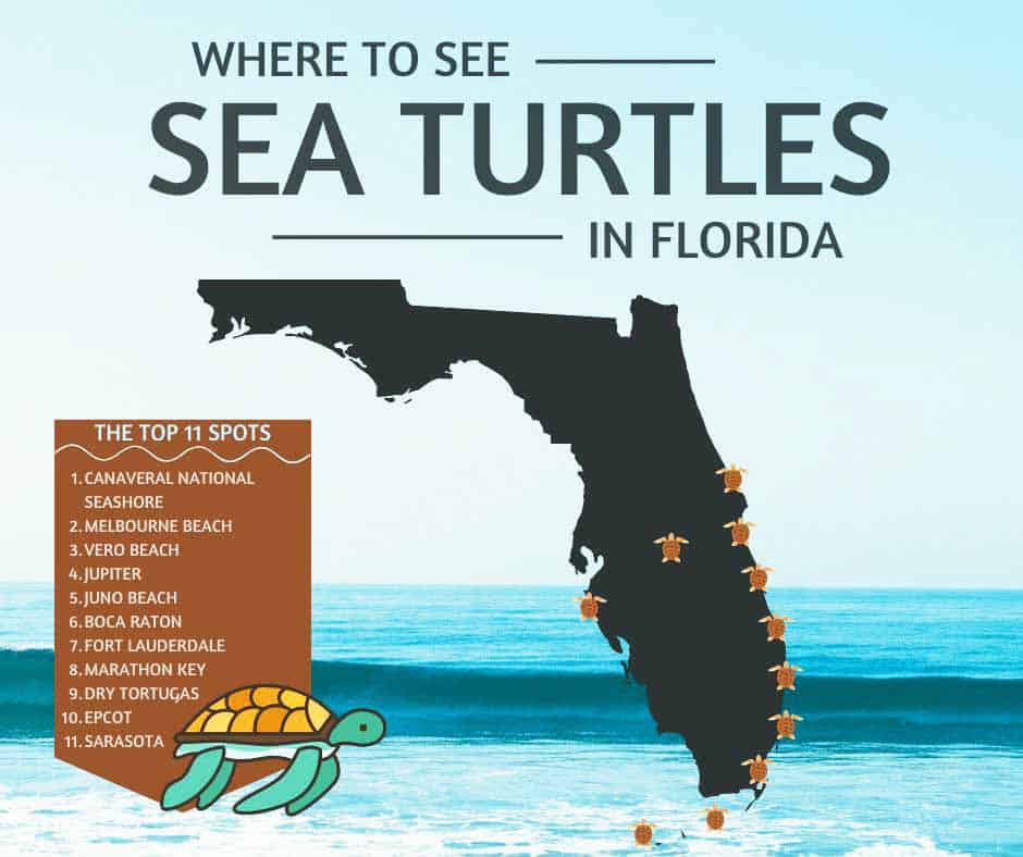 Sea Turtle Season in South Florida: How You Can Help Protect Nesting Turtles 1 where to see Sea Turtles in Florida
