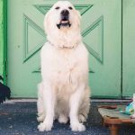 Auggie's Pet Supplies Cover