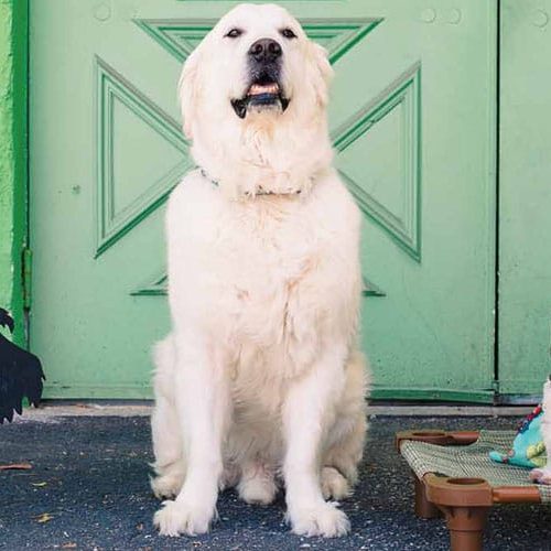 Auggie's Pet Supplies Cover