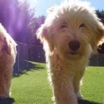 K9Grass-by-foreverlawn-gold-coast-two-dogs-walking-on-k9grass-in-the-sun