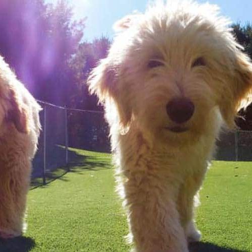 K9Grass by foreverlawn gold coast cover