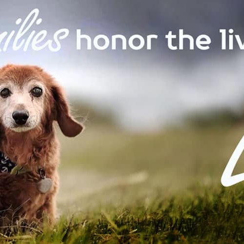 Monarch Pet Memorial Services Cover Photo