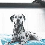 Resting-Rainbow-Deerfield-Beach-framed-dog-picture-leash
