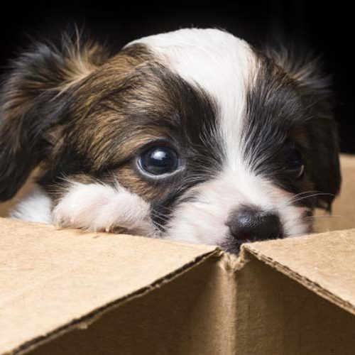 Deborah London dog looking out of box